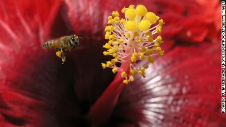 World Bee Day 21 5 Surprising Things About Bees Cnn