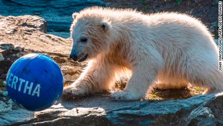 Berlin zoo says its polar bear cub&#39;s parents were brother and sister 