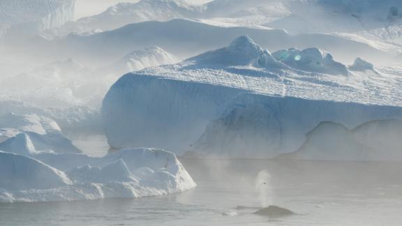 Les baleines nagent parmi les icebergs près du Groenland.  Les scientifiques disent que la circulation océanique critique dans l'Atlantique Nord montre des signes d'instabilité, ce qui pourrait avoir des implications majeures pour le climat de la Terre.