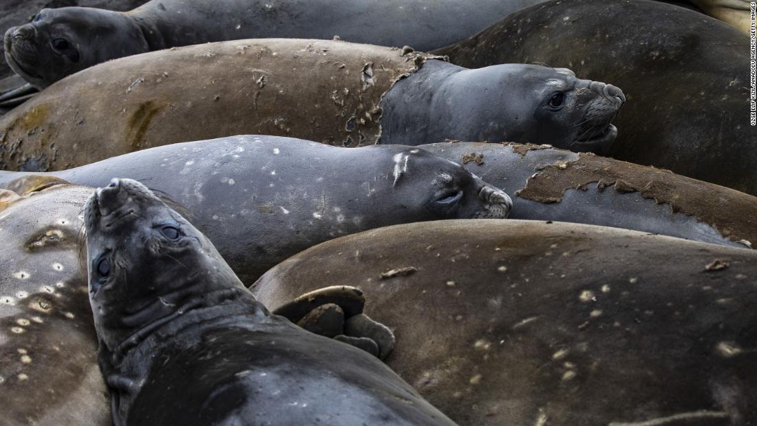 Named for the trunk-like noses of adult males, southern &lt;a href=&quot;https://www.antarctica.gov.au/about-antarctica/animals/seals/elephant-seals/&quot; target=&quot;_blank&quot;&gt;elephant seals&lt;/a&gt; are excellent divers that have been known to swim more than 5,000 feet below the surface. Storing extra oxygen in their muscles, elephant seals have adapted to spend up to two hours underwater without air. 