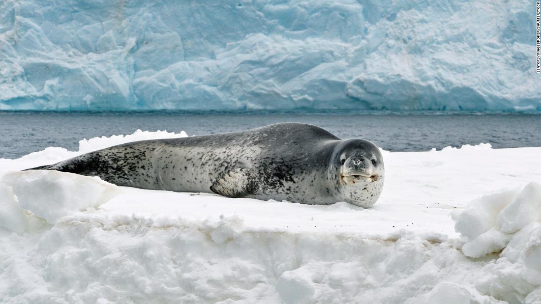 These seal species were chosen because of the extreme depths they swim to while hunting. &lt;a href=&quot;https://www.antarctica.gov.au/about-antarctica/animals/seals/weddell-seals/&quot; target=&quot;_blank&quot;&gt;Weddell seals&lt;/a&gt; like this one, which wasn&#39;t involved in the research, can weigh up to 1,100 pounds, and dive to depths of up to 2,300 feet in search of prey -- mainly fish from the lower layers of the ocean, along with squid and octopus.