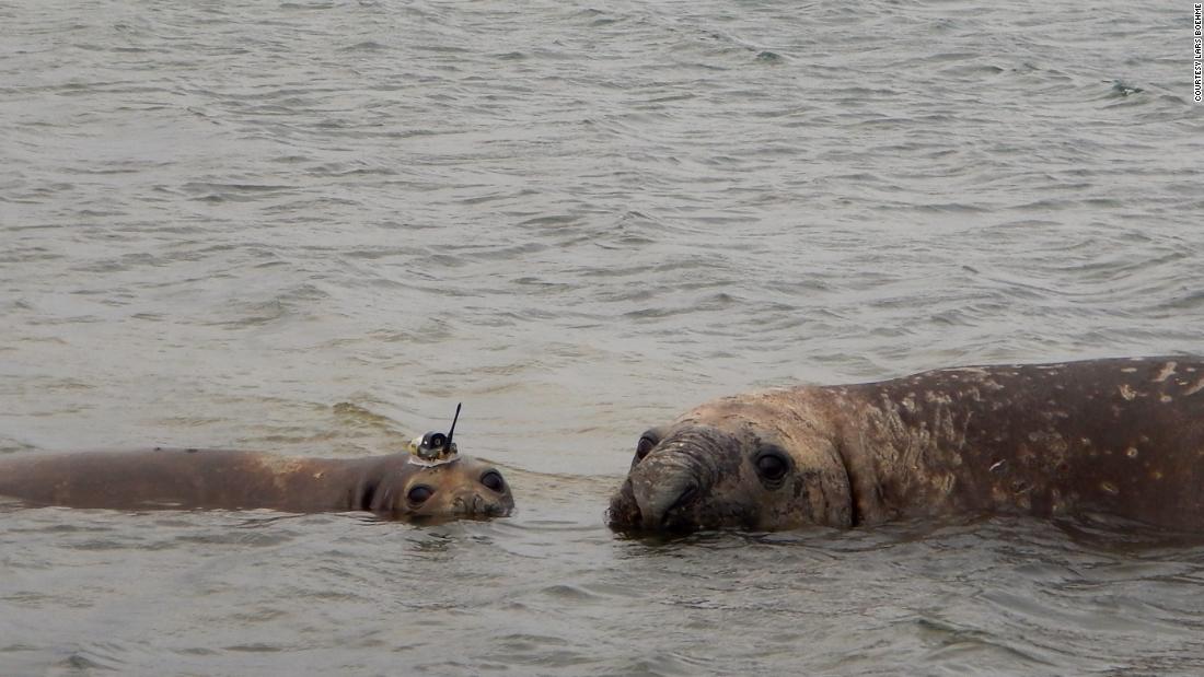 In 2014, seals were tagged in the Amundsen Sea in West Antarctica, to gather more data about the rapidly melting Pine Island Glacier. Researchers tagged 14 seals in this first trip -- seven Weddell seals and seven elephant seals -- with smartphone-sized devices to track data on depth, temperature and salinity of the water. 