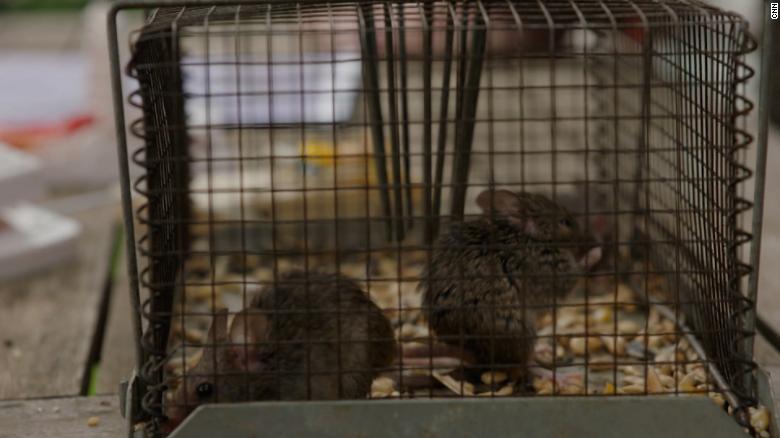 Homes and farms overrun by 'plague' of mice in Australia 