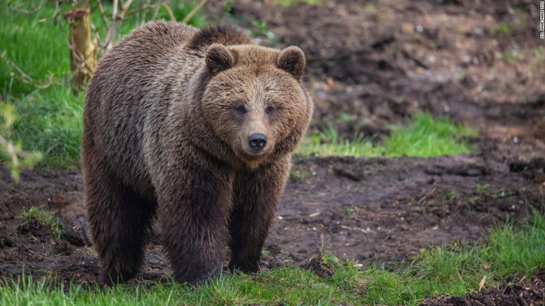 UK zoo kills two bears after they escape from enclosure
