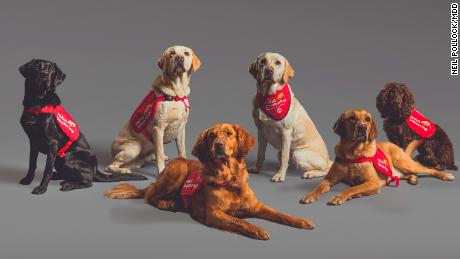 Six dogs (from left to right: Marlow, Tala, Millie, Lexi, Kyp and Asher) helped researchers study whether dogs might be able to smell and identify Covid-19 infections.