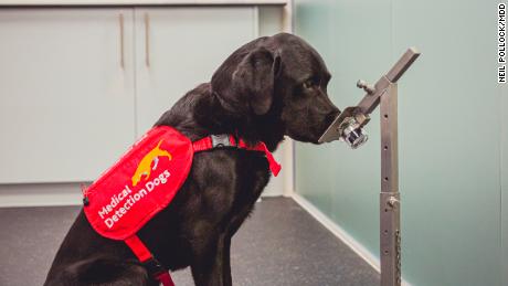 Marlowe, čtyřletý labradorský retrívr, během účasti na studii ucítí vzorek.  Psi byli trénováni k detekci Covid-19 pomocí vzorků viru získaných z London School of Hygiene and Public Health.  Tropická medicína.