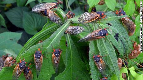 Brood X is almost here. Billions of cicadas are emerging in eastern US