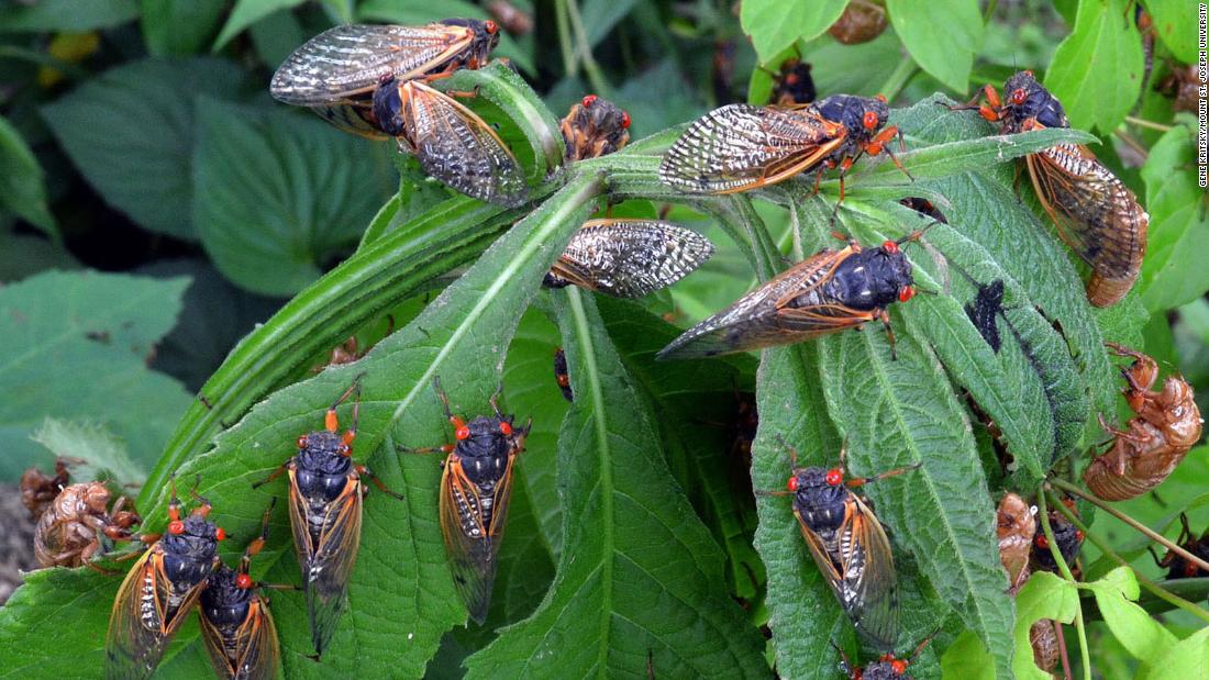 Cicadas 2024 Ohio University Area Happy Kirstyn