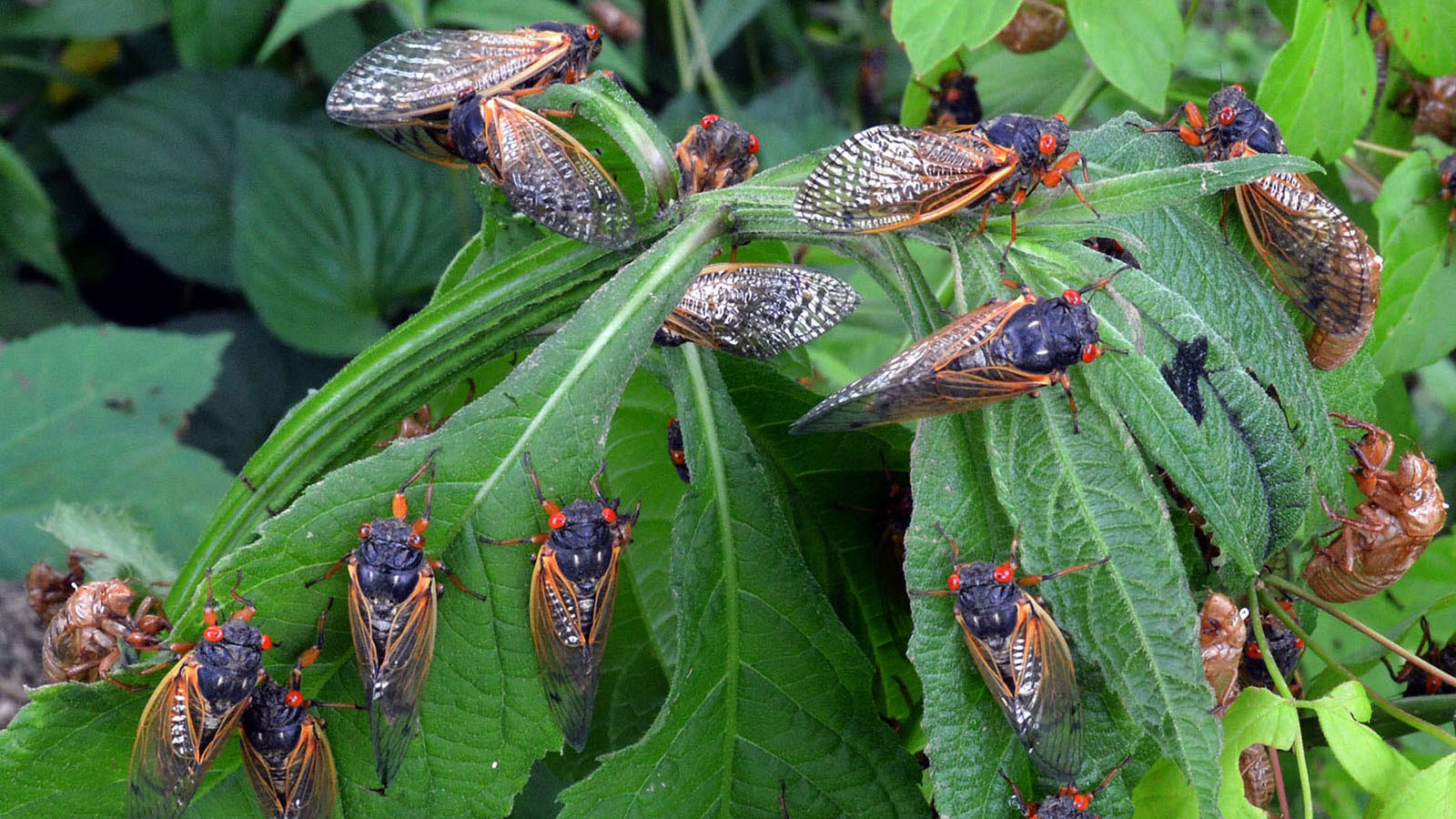 Cicadas 21 Billions Of Brood X Bugs Set To Emerge In Eastern Us Cnn