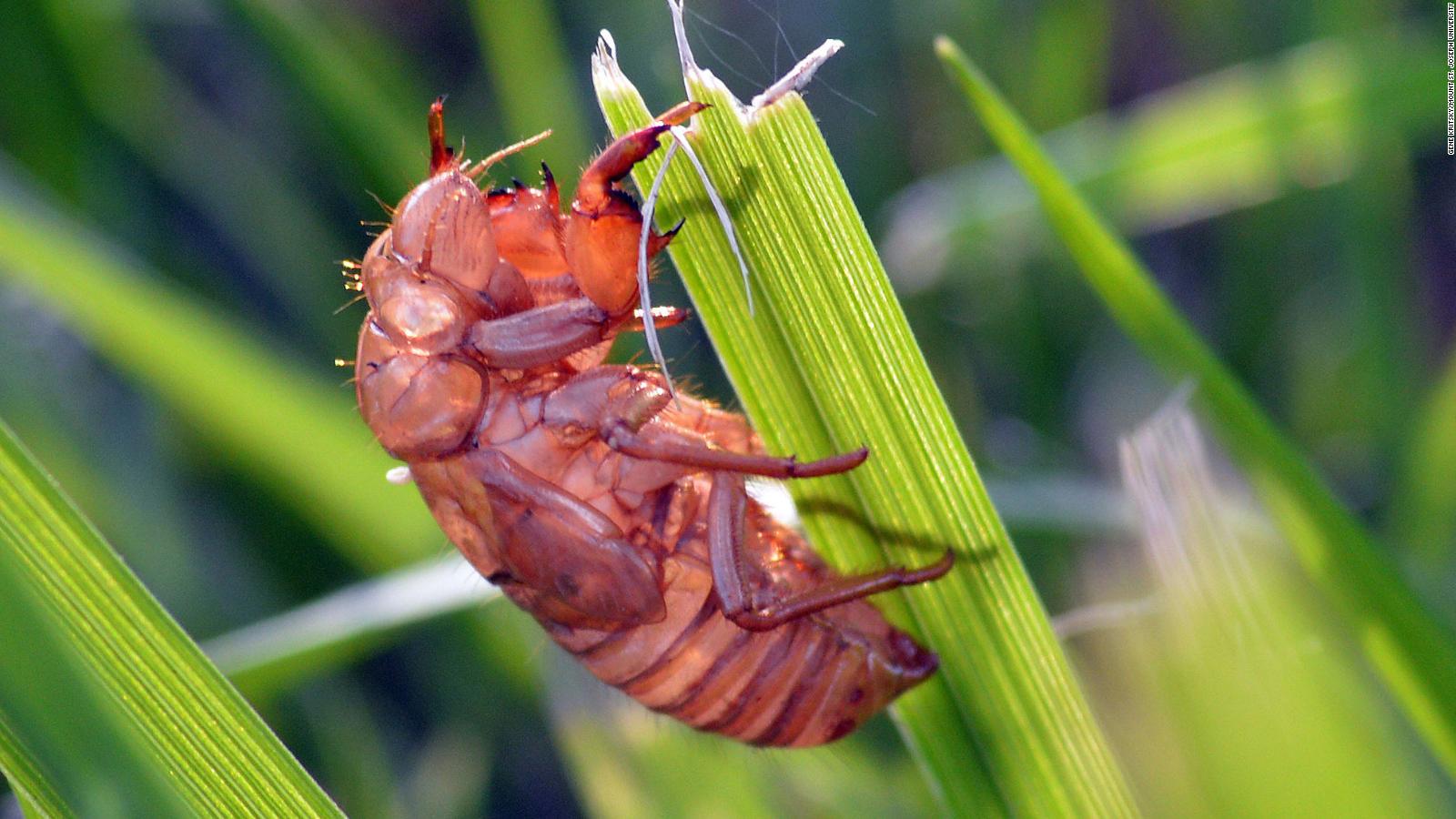 Cicadas 2021 Billions Of Brood X Bugs Set To Emerge In Eastern Us Cnn