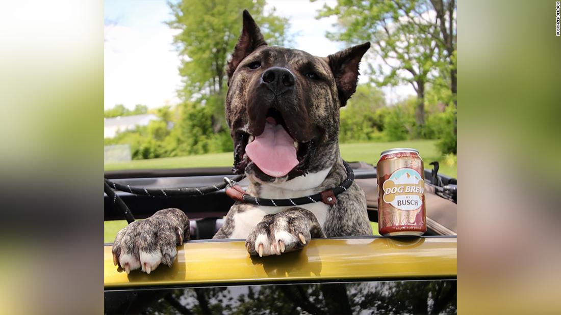 Very good boy lands gig as Busch's 'chief tasting officer' for Dog Brew