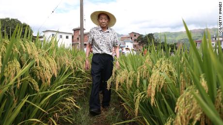 Chinese agronomist Yuan Longping, who cultivated the world&#39;s first high-yield hybrid rice strain in the 1970s, died on Saturday.