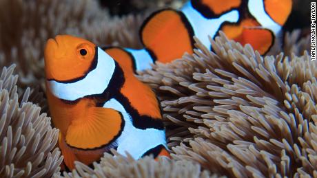 Nemo Findings How Quickly Clownfish Gets Stripes Depends On Which Sea Anemone It Lives In Cnn