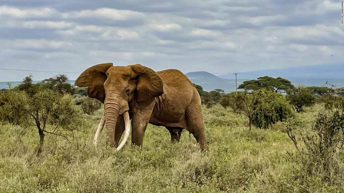 Kenya conducts a wildlife census mid-pandemic | CNN