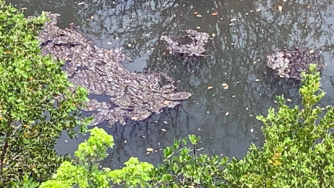 Las algas verdeazules tóxicas que empiezan a contaminar las aguas de ...