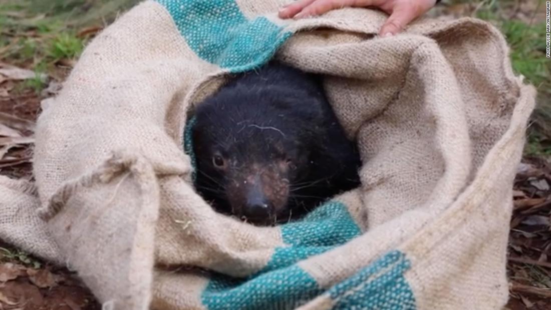 Tasmanian devils born on Australian mainland for first time in 3,000 years