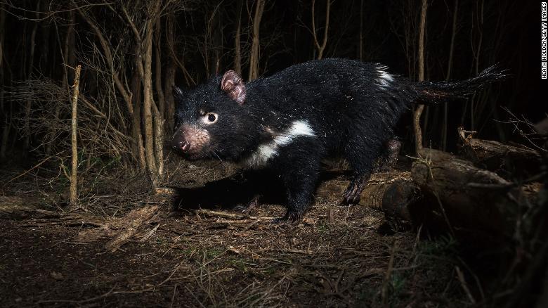 Tasmanian devils are the world&#39;s largest carnivorous marsupials and are native apex predators.