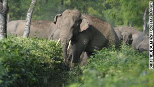 Solving India&#39;s deadly conflict between humans and elephants