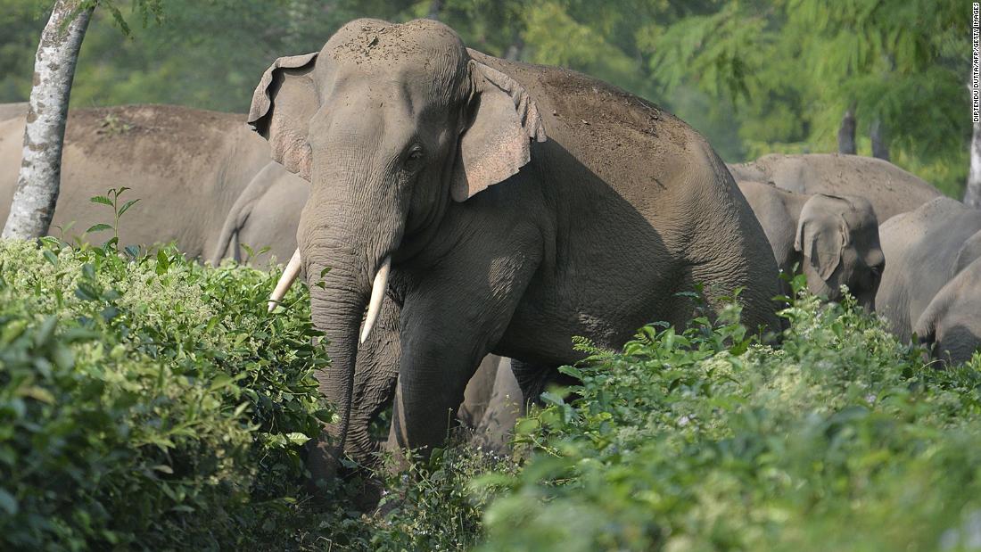 Solving India's deadly conflict between humans and elephants | CNN