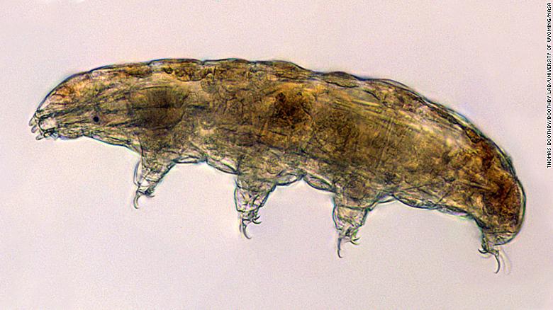 Under a microscope, tardigrades look a bit like tiny bears -- hence their nickname, "water bears."