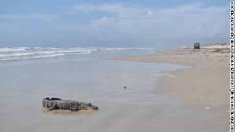 This American alligator was found on the beach in south Texas on Monday.