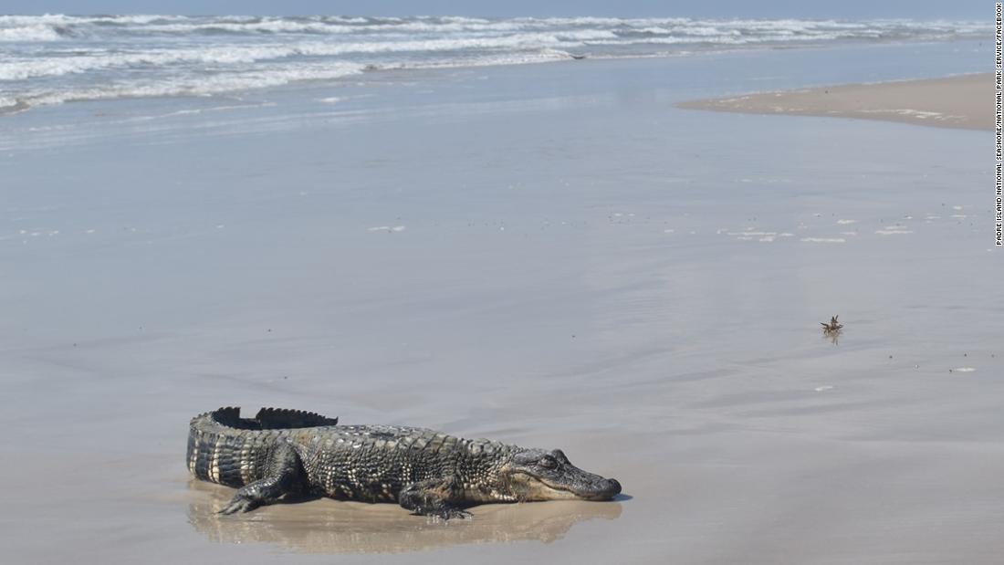 An alligator from Louisiana was discovered on a South Texas beach over 400 miles away, raising questions about how it got there