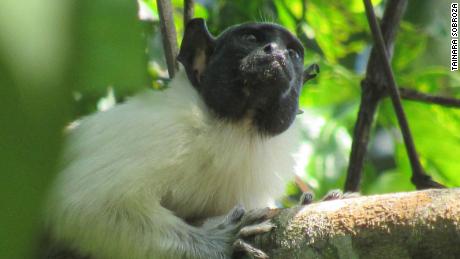 Pied tamarins are critically endangered.