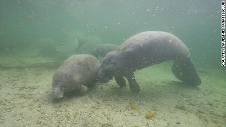 When manatees are malnourished, they can lose weight toward the back of their heads, giving their face a distinct peanut-like shape. 