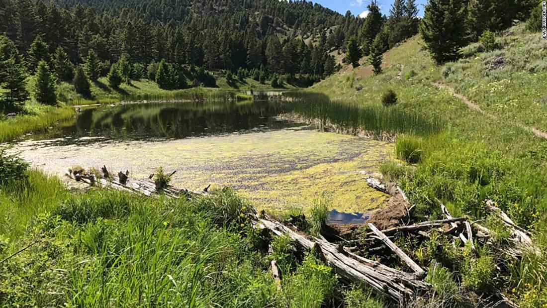 Bear injures hiker at Yellowstone National Park