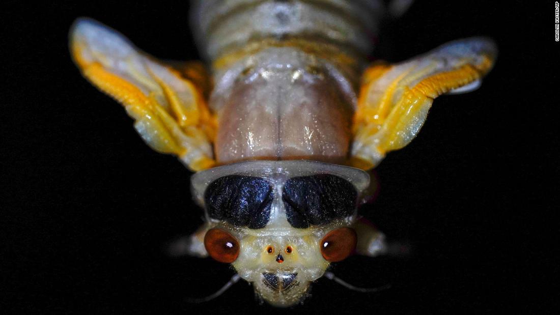 These cicadas have waited 17 years for their close-up