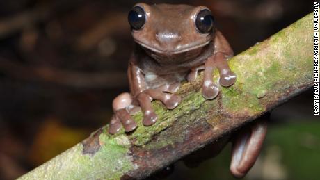 Researchers think the frog could be widespread across New Guinea. 