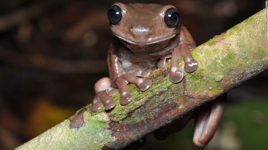 Descubra o “sapo de chocolate” no pântano