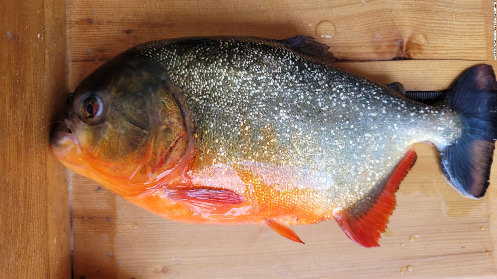 Red piranha caught in a Baton Rouge lake - CNN