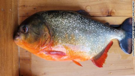 Louisiana officials think this red piranha was somebody&#39;s pet before it was released in a Baton Rouge lake.