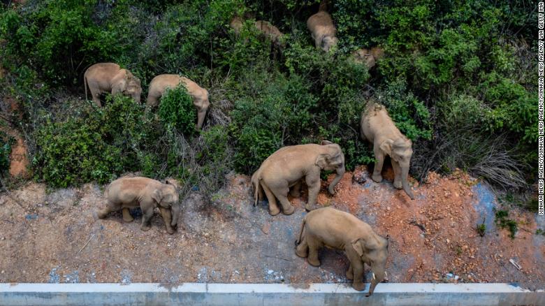 Elephant herd travels hundreds of kilometers after escape from nature reserve