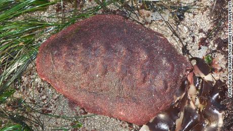 This &#39;wandering meatloaf&#39; chiton has a rare mineral in its teeth