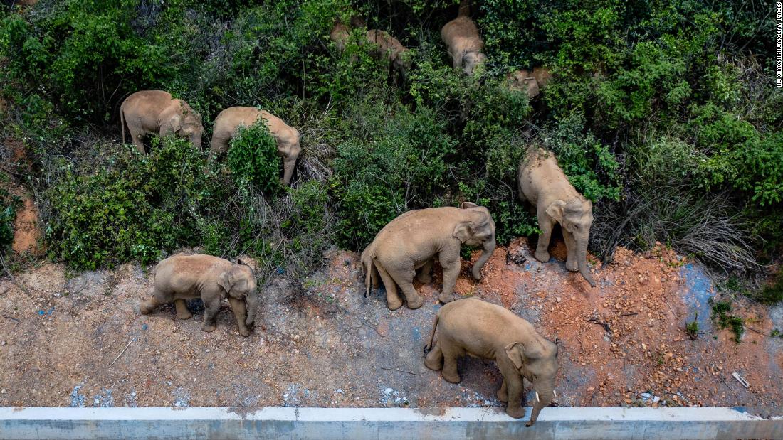 Elephant herd razes 500-kilometer path of destruction after escape from China nature reserve