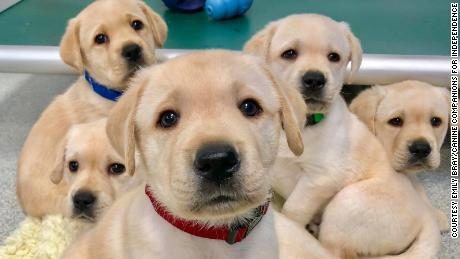 Puppies are born ready to interact with people, study finds