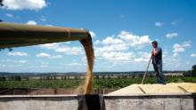 A farmer watches as soybeans are unloaded into a truck during a harvest in Santa Cruz do Rio Pardo, Sao Paulo state, Brazil. 