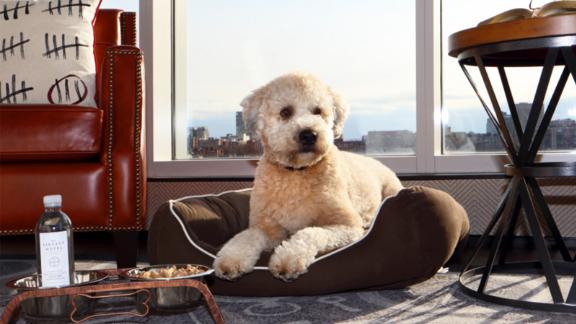 At Liberty, a Luxury Collection Hotel, you and your pet can join 