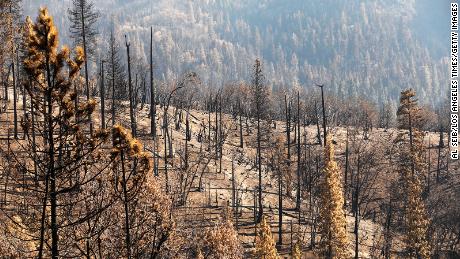 One of areas of California&#39;s Giant Sequoia National Forest hardest hit by the Castle Fire is pictured in October 2020. 