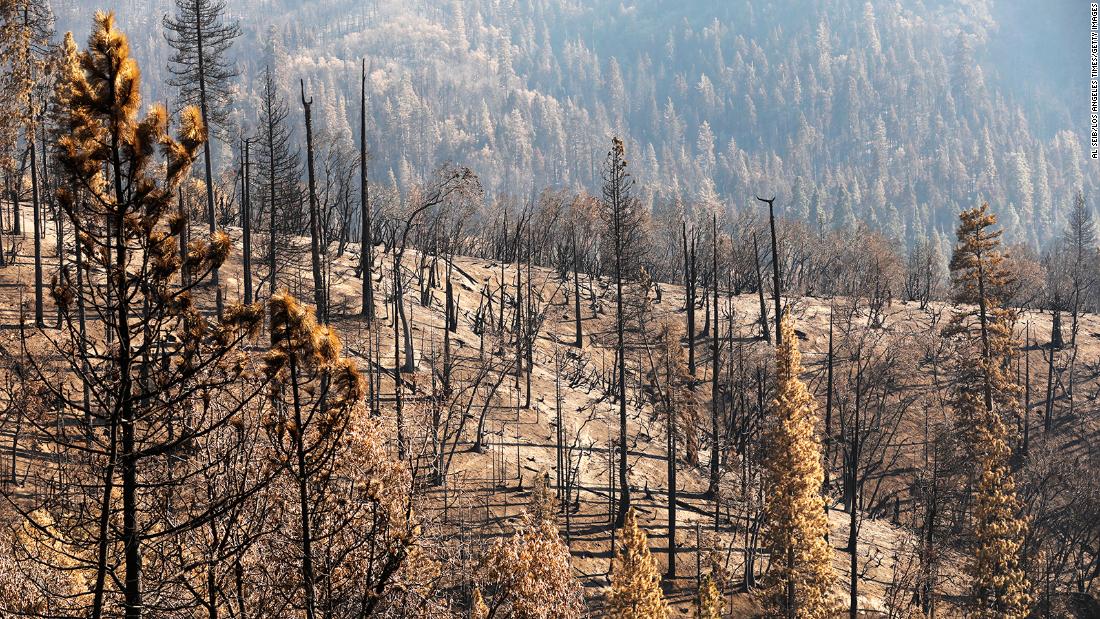 At least 10% of the world's giant sequoias lost in a single wildfire, report suggests