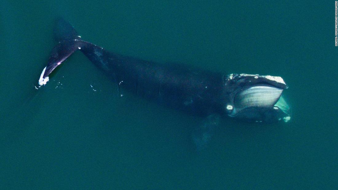 Right whales are smaller than they used to be, in part due to commercial fishing and changing oceans, study says