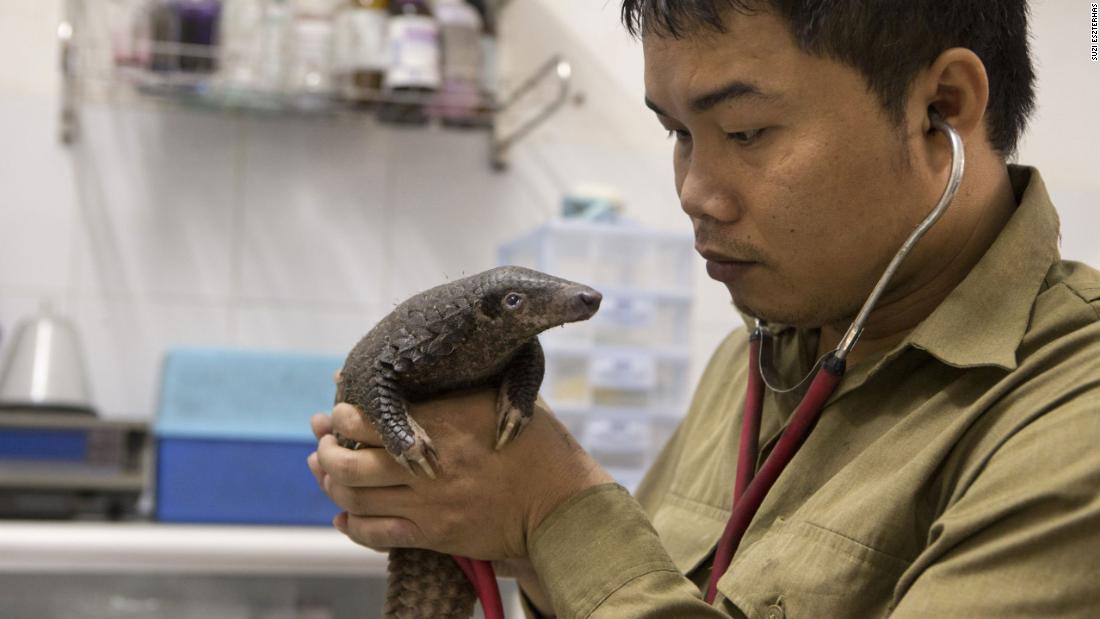 The pangolin is the only scaled mammal in the world, and the world&#39;s most trafficked mammal. Thai Van Nguyen, a Vietnamese conservationist, has been awarded the Goldman Environmental Prize for his contributions to pangolin conversation in Southeast Asia. Nguyen examines a rescued three-month-old Sunda pangolin at a rescue center he established in Vietnam.