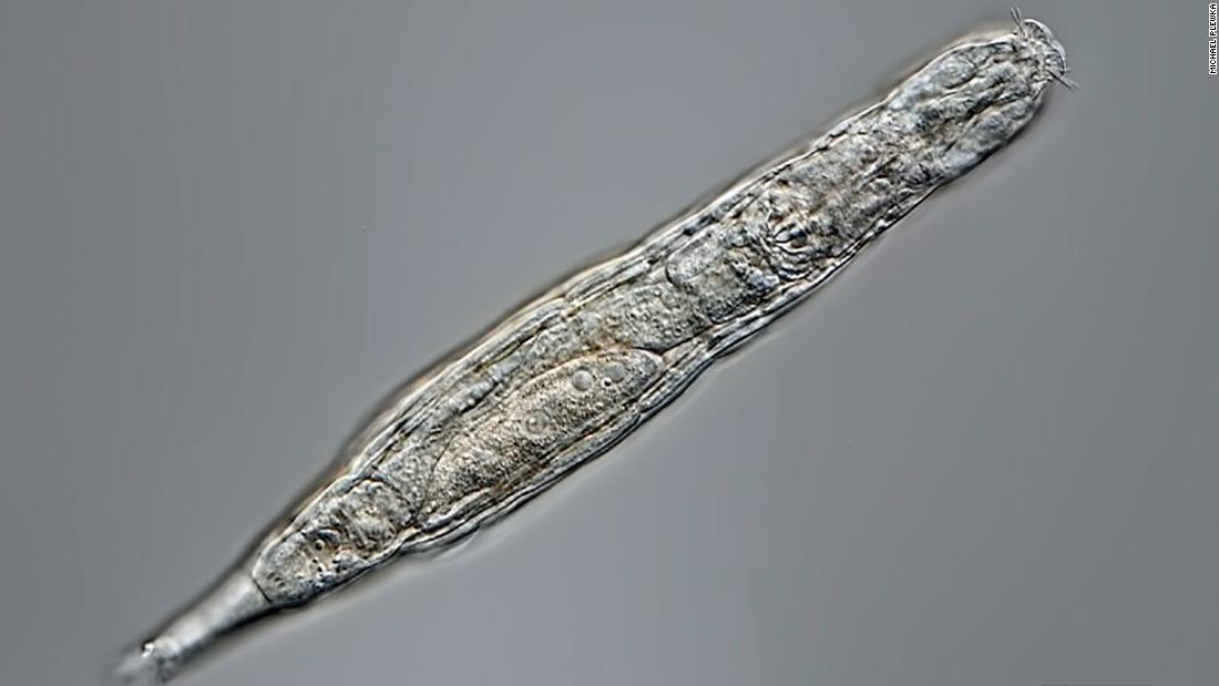  (CNN)A microscopic animal has been revived after slumbering in the Arctic permafrost for 24,000 years. Bdelloid rotifers typically live in watery env