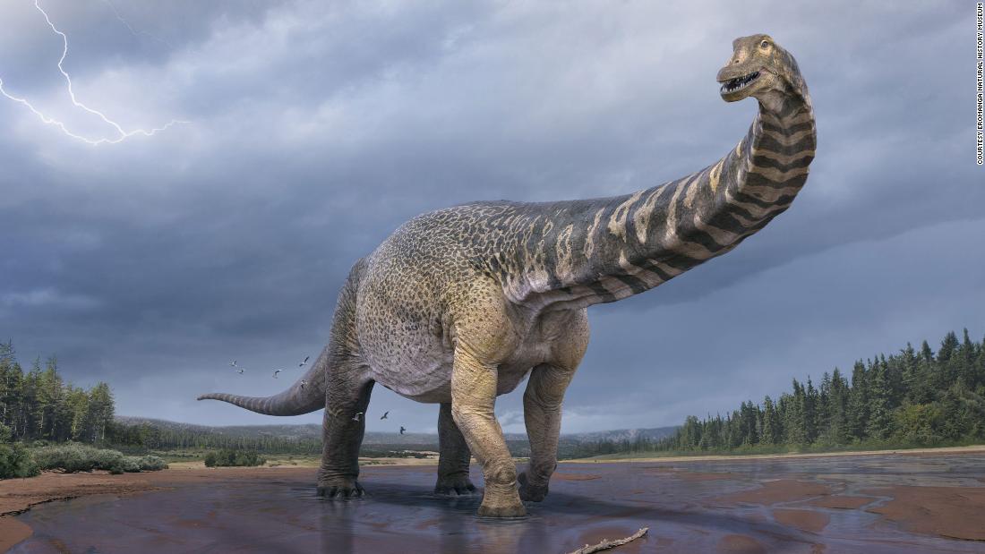 Scientists confirm discovery of Australia's largest dinosaur, two stories tall and a basketball court long