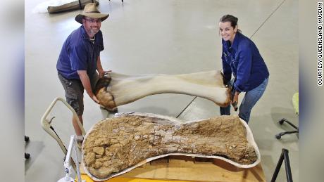 Os d'Australotitan coprensis, le plus grand dinosaure trouvé en Australie.