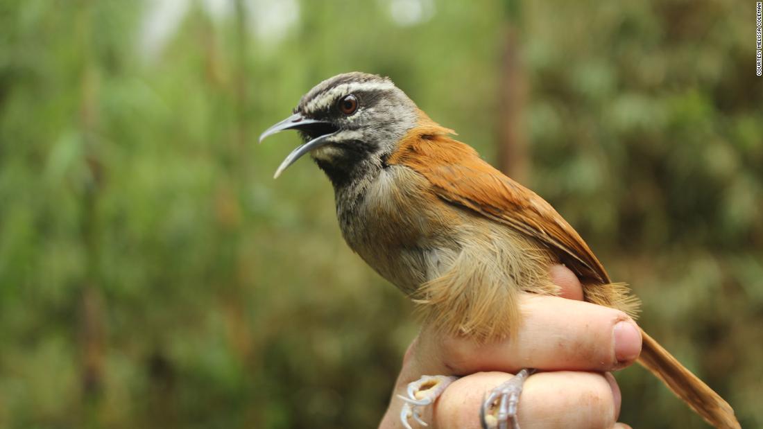 Studi baru menunjukkan burung penyanyi memainkan peran mereka ketika mereka bernyanyi bersama