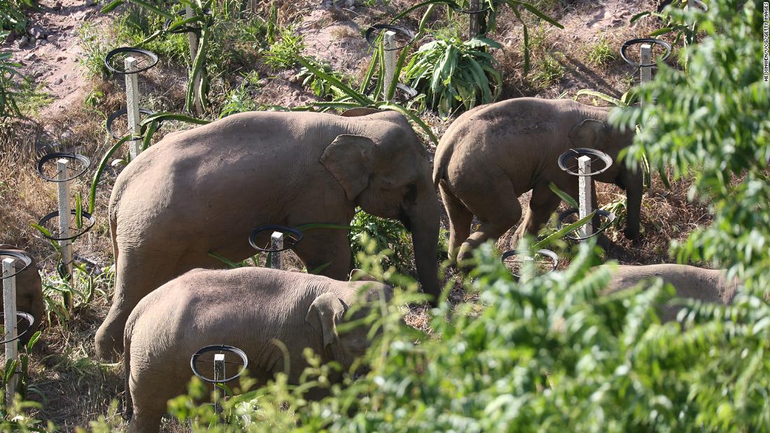 One Of China's Wandering Elephants Has Finally Made It Home. But ...