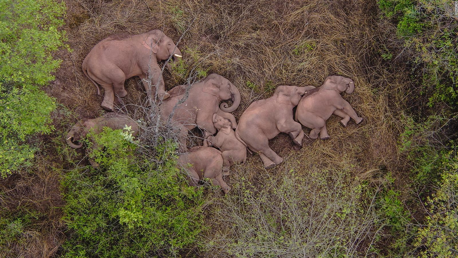 One of China's wandering elephants has finally made it home. But